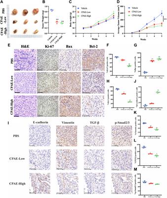 Cynanchum paniculatum (Bunge) Kitag. ex H.Hara inhibits pancreatic cancer progression by inducing caspase-dependent apoptosis and suppressing TGF-β-mediated epithelial-mesenchymal transition